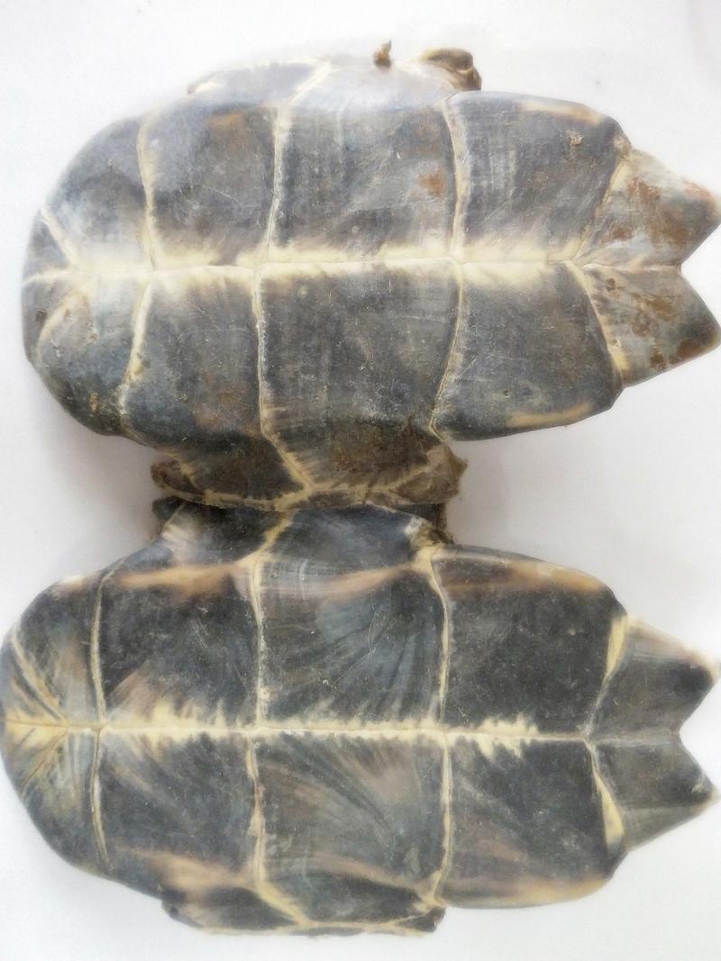 中药材批发龟板巴西龟各种规格产地直销量大优惠