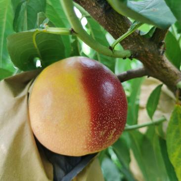 芒果口感晚熟黄油桃品种苗9-25国庆中秋双节成熟