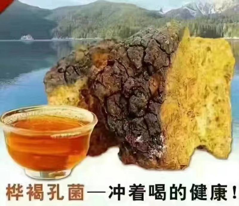桦树茸白桦茸无硫桦褐孔菌量大从优