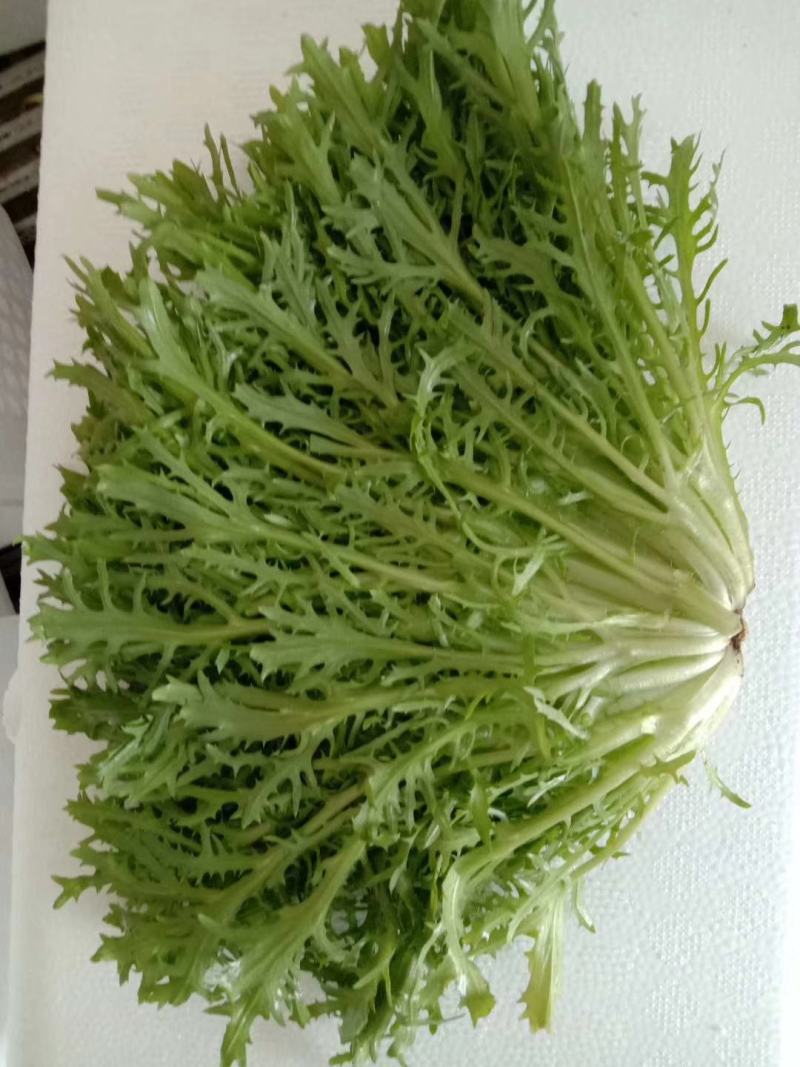 生菜。。。。。。。。。。。。。。。。。。。