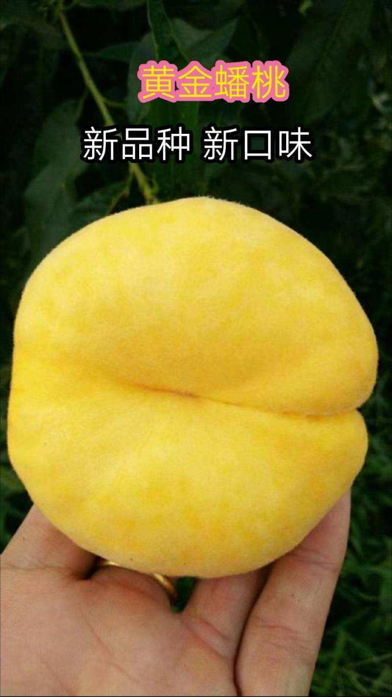 黄金蟠桃苗中华11号黄金蟠桃苗山东种苗品种保可视频看货