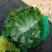 生菜。。。。。。。。。。。。。。。。。。。