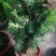 正宗曼地亚红豆杉盆栽苗室内四季绿植吸甲醛绿植耐寒植物