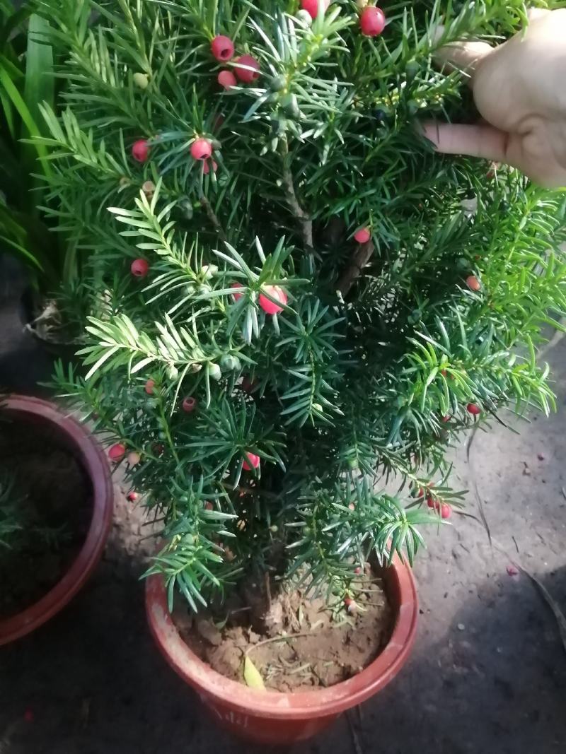 正宗曼地亚红豆杉盆栽苗室内四季绿植吸甲醛绿植耐寒植物