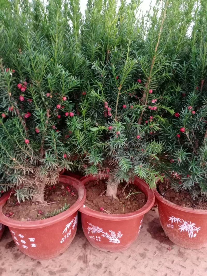 正宗曼地亚红豆杉盆栽苗室内四季绿植吸甲醛绿植耐寒植物
