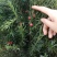 正宗曼地亚红豆杉盆栽苗室内四季绿植吸甲醛绿植耐寒植物