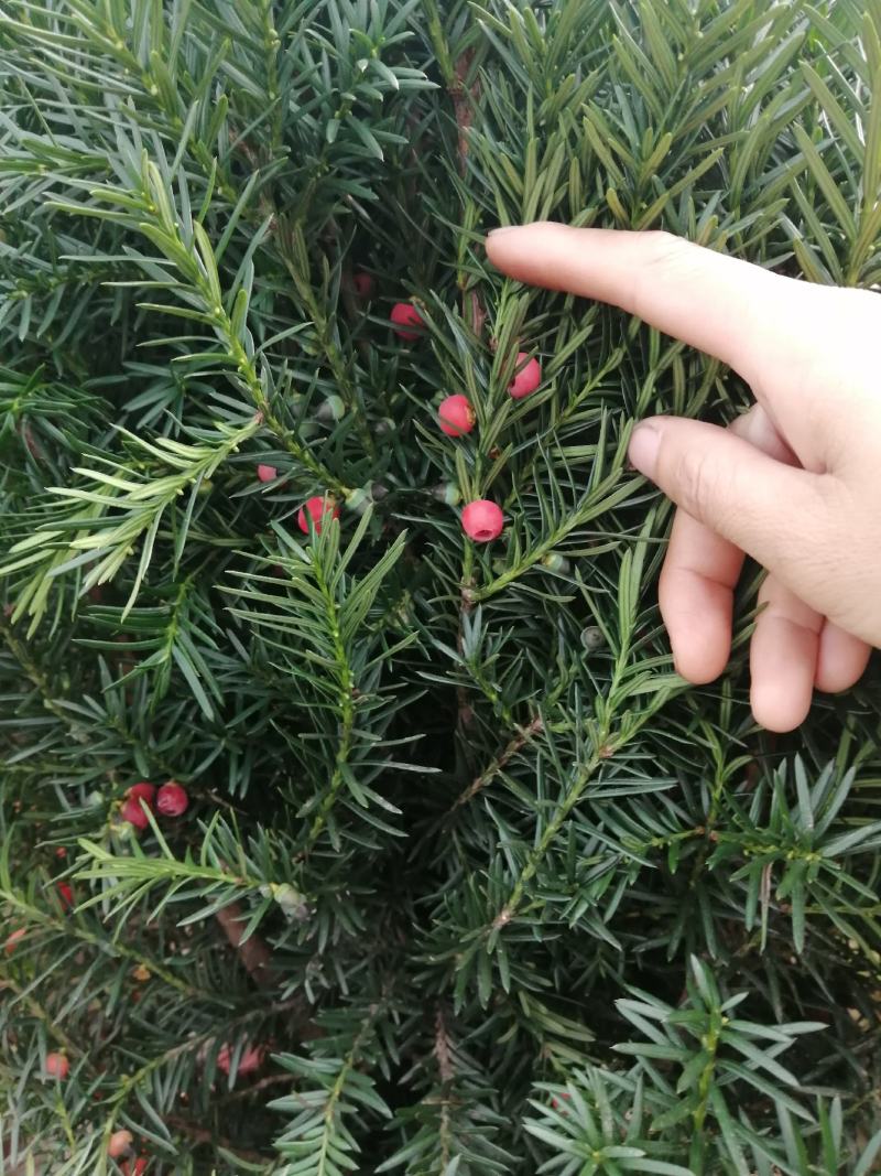 正宗曼地亚红豆杉盆栽苗室内四季绿植吸甲醛绿植耐寒植物