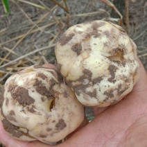 食用鲜百合大量上市，有需要的我