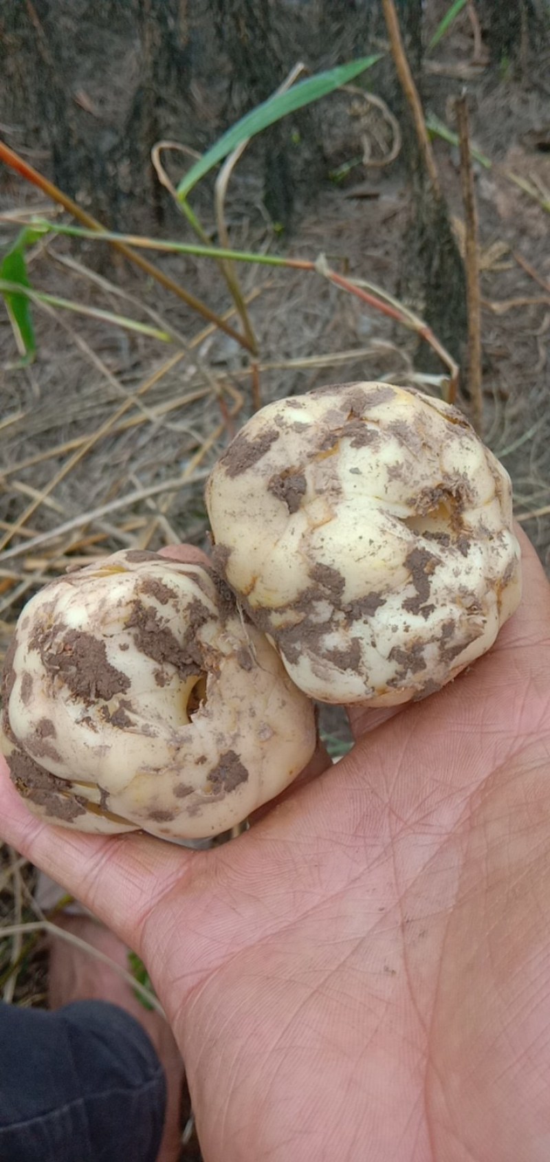 食用鲜百合大量上市，有需要的联系我