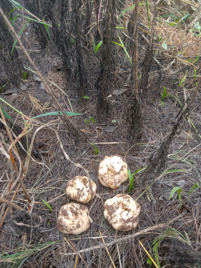 食用鲜百合大量上市，有需要的联系我