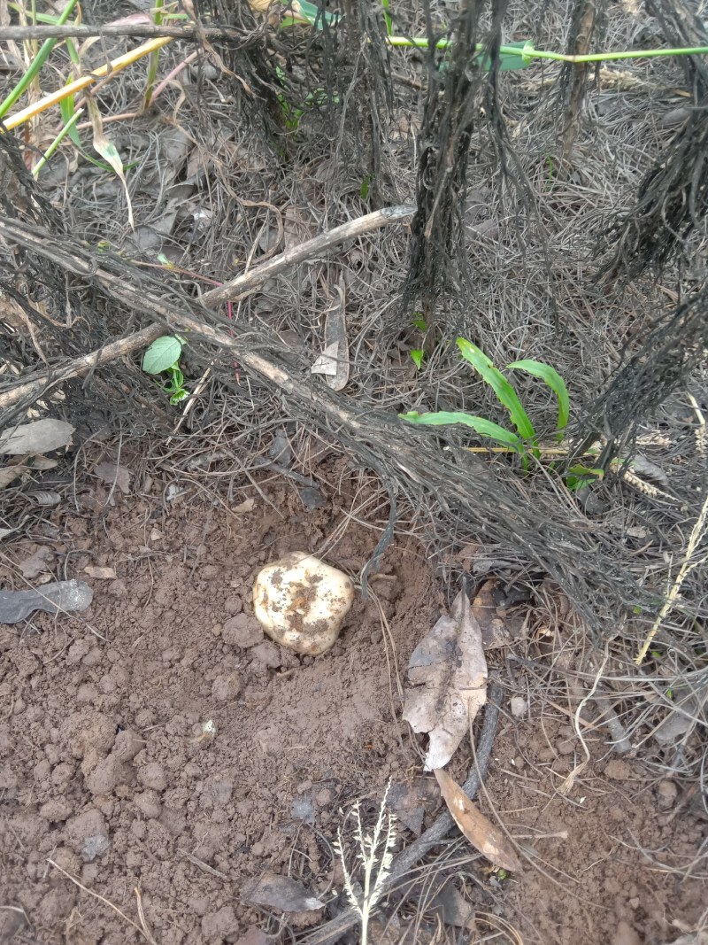 食用鲜百合大量上市，有需要的联系我