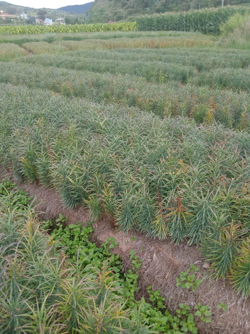 食用鲜百合大量上市，有需要的联系我