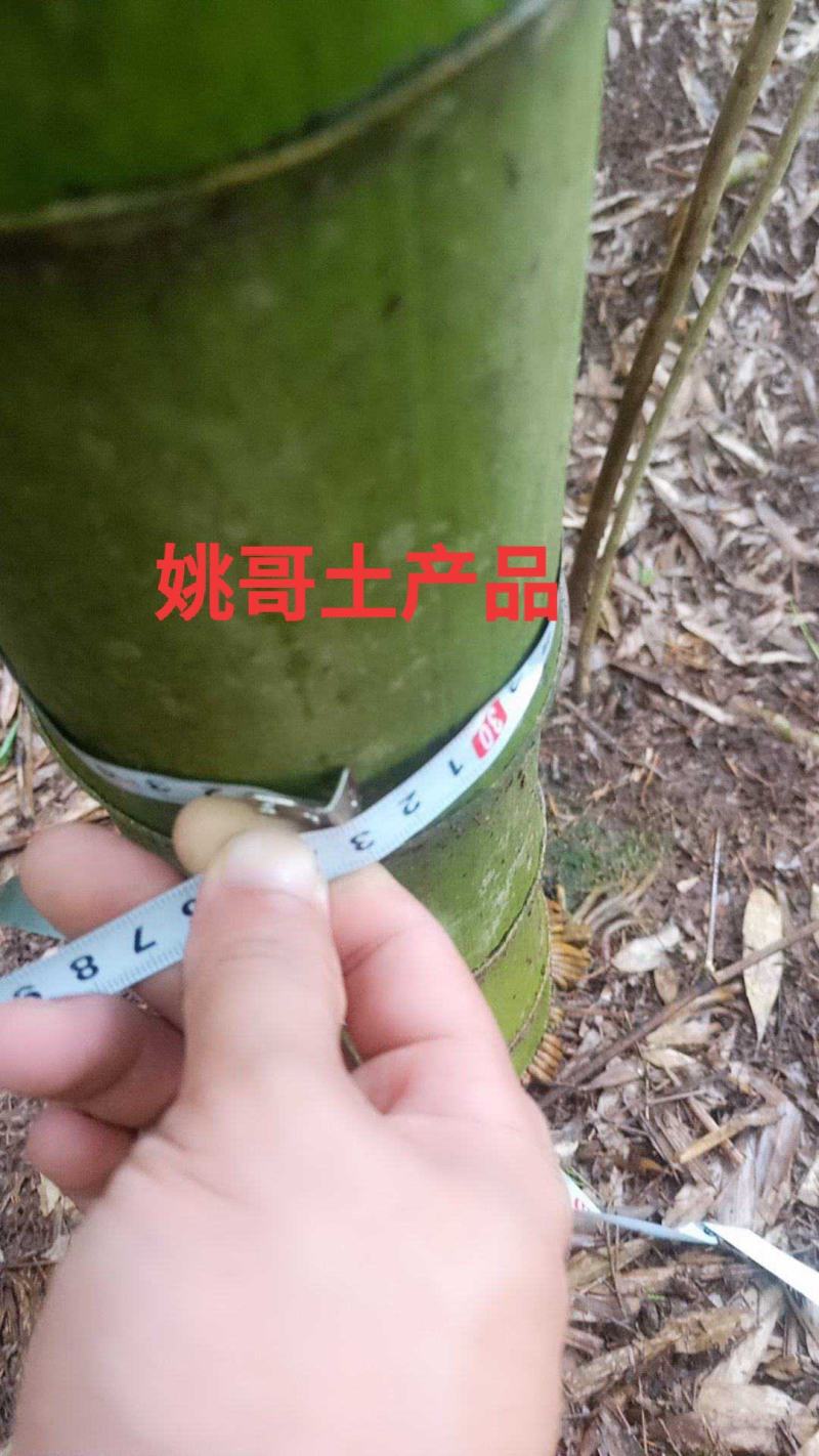 楠竹，毛竹，竹子供应，竹子