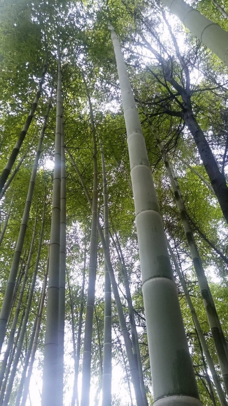 楠竹，毛竹，竹子供应，竹子