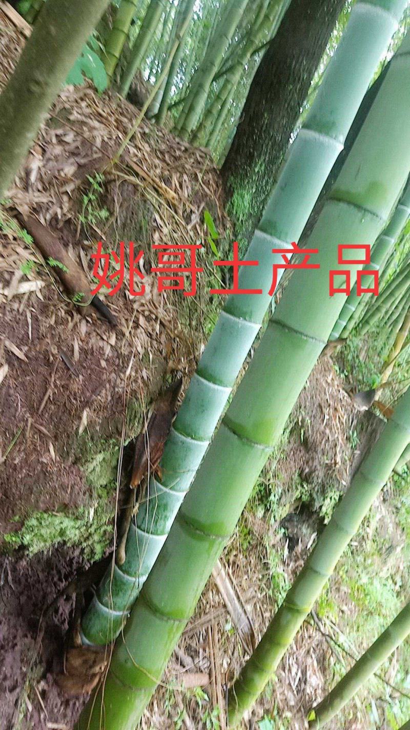 楠竹，毛竹，竹子供应，竹子