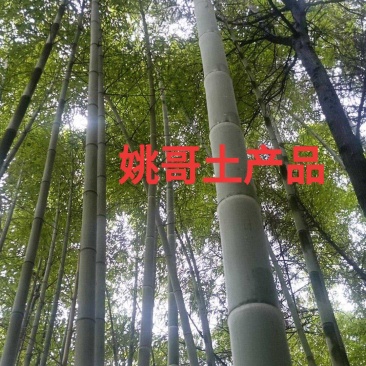 楠竹，毛竹，竹子供应，竹子