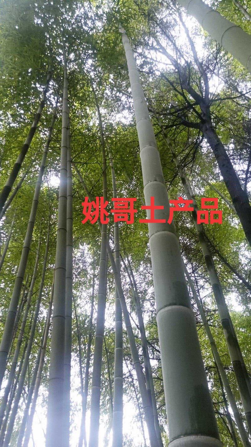楠竹，毛竹，竹子供应，竹子