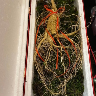 产地种植新鲜大人参一棵也是批发价可配精美礼