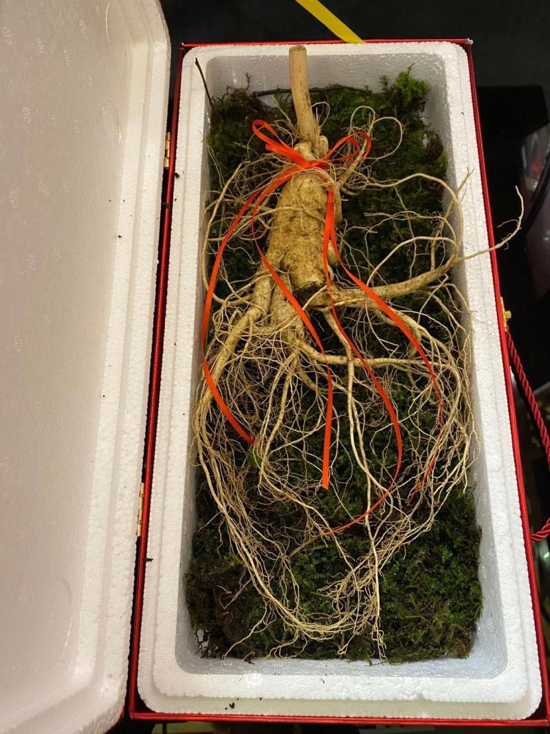 产地种植新鲜大人参一棵也是批发价可配精美礼