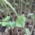 喜树小苗别名旱莲、水栗，水桐树。哪里的喜树最好卖