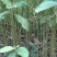喜树小苗别名旱莲、水栗，水桐树。哪里的喜树最好卖