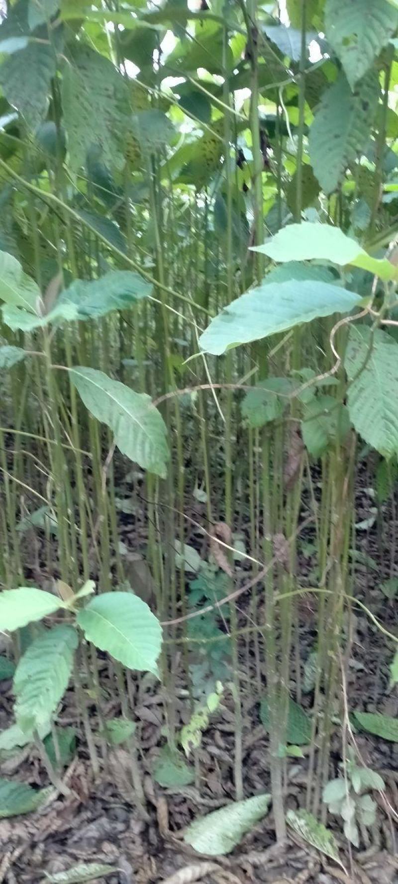 喜树小苗别名旱莲、水栗，水桐树。哪里的喜树最好卖
