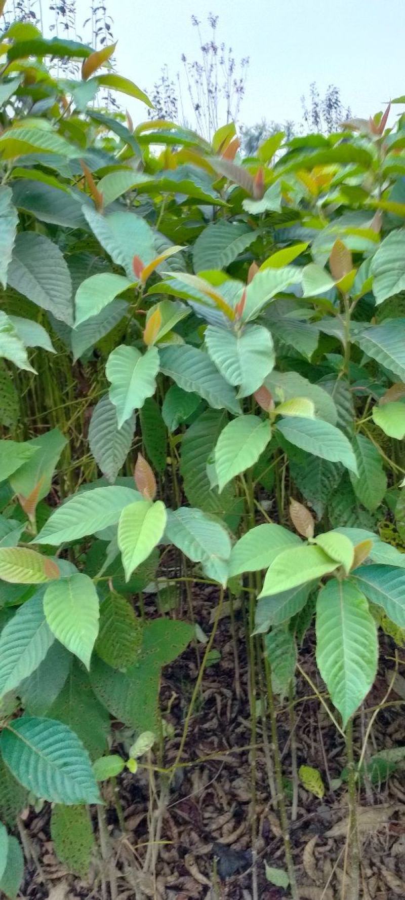 喜树小苗别名旱莲、水栗，水桐树。哪里的喜树最好卖