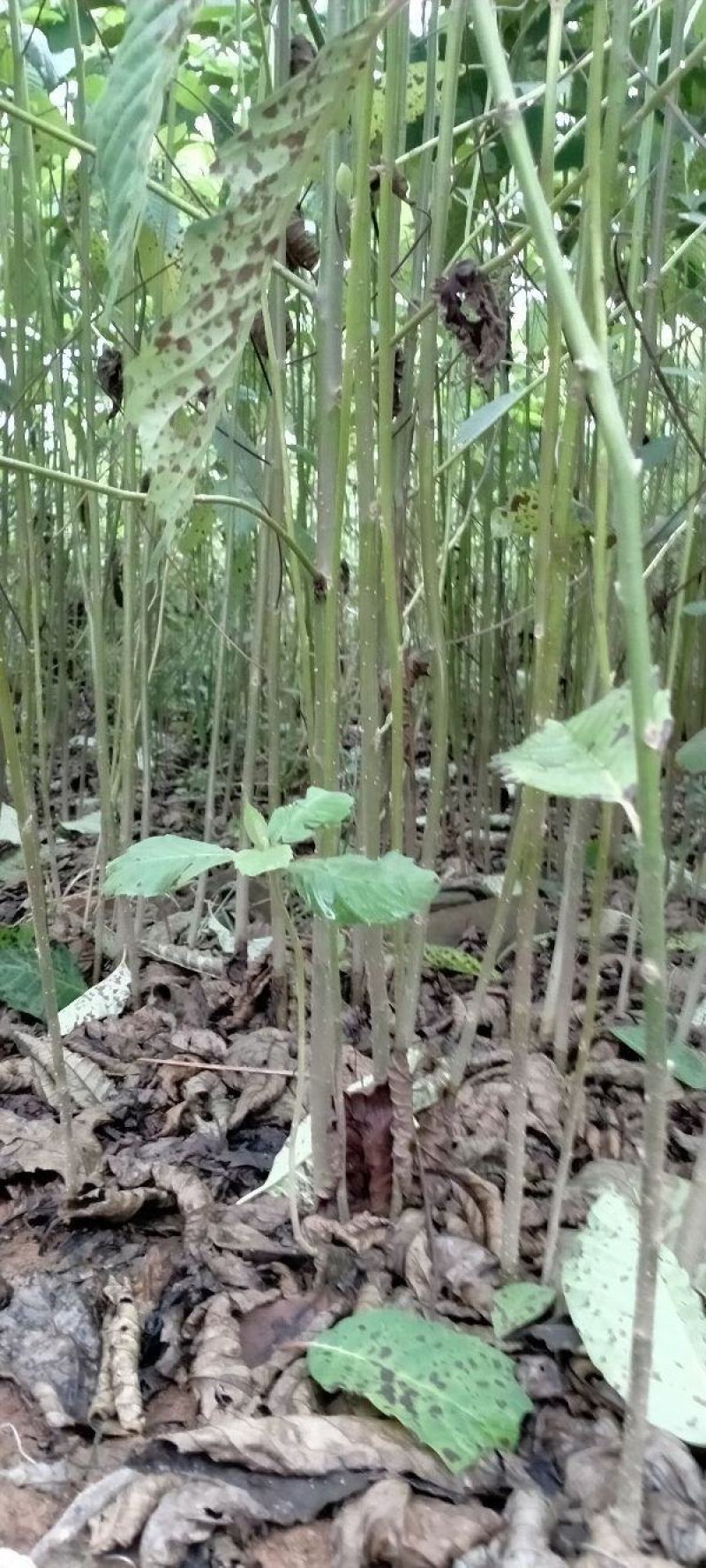喜树小苗别名旱莲、水栗，水桐树。哪里的喜树最好卖