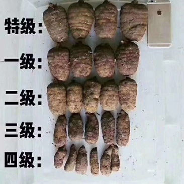 （鲜天麻）昭通小草坝鲜天麻上市，支持一件代发