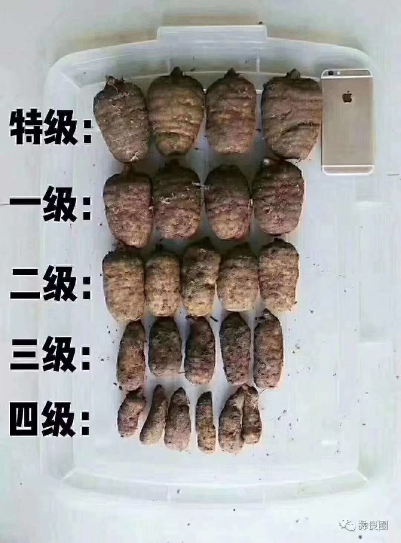 （鲜天麻）昭通小草坝鲜天麻上市，支持一件代发
