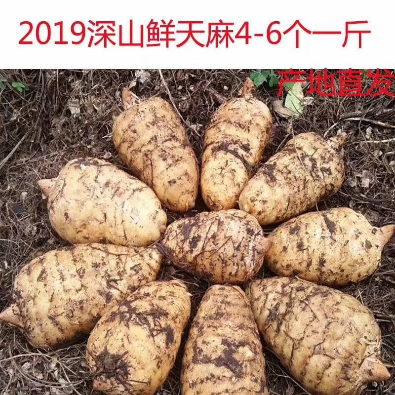 （鲜天麻）昭通小草坝鲜天麻上市，支持一件代发