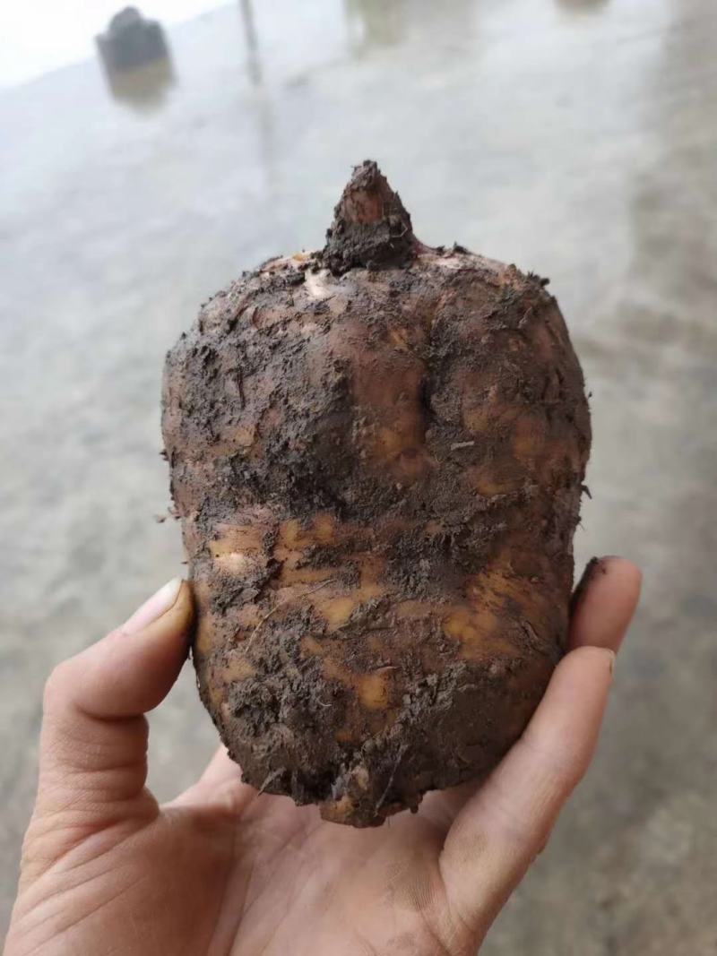 （鲜天麻）昭通小草坝鲜天麻上市，支持一件代发