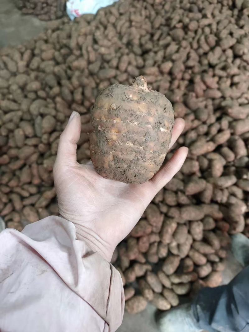 （鲜天麻）昭通小草坝鲜天麻上市，支持一件代发