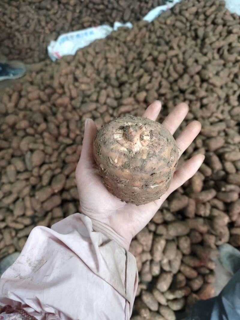 （鲜天麻）昭通小草坝鲜天麻上市，支持一件代发