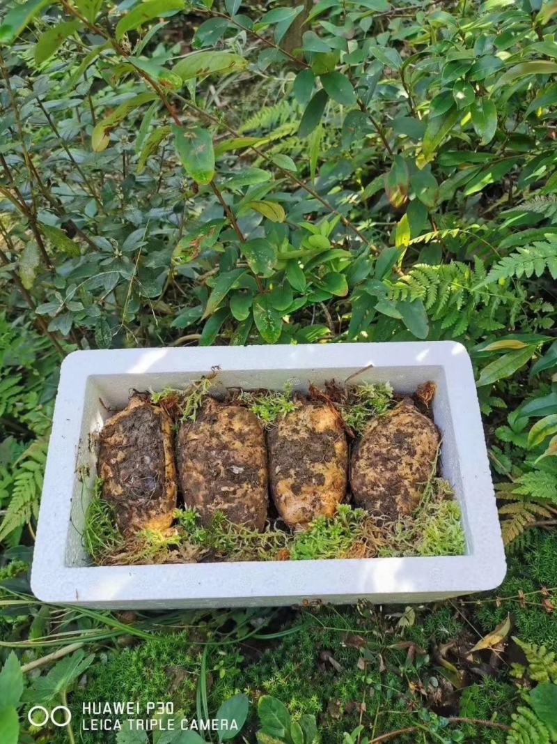 （鲜天麻）昭通小草坝鲜天麻上市，支持一件代发