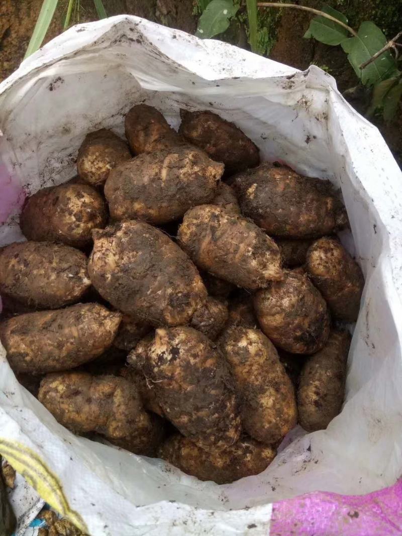 （鲜天麻）昭通小草坝鲜天麻上市，支持一件代发
