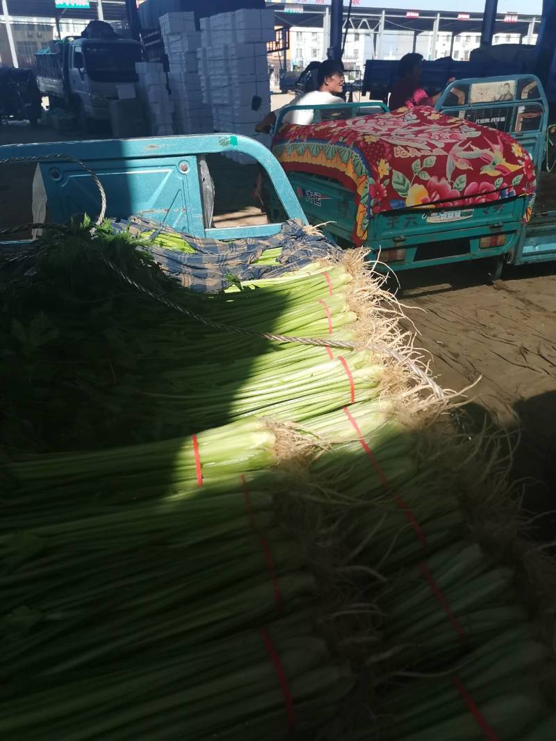 山东芹菜精品香芹，质量好价格便宜，一手货源，全国代发