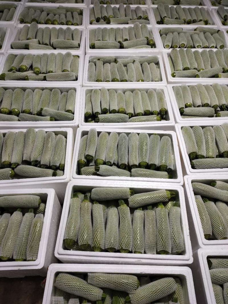 山东蔬菜，绿皮西葫芦，高原蔬菜，产区直发，西葫芦，三月瓜