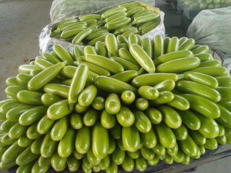 山东蔬菜，绿皮西葫芦，高原蔬菜，产区直发，西葫芦，三月瓜