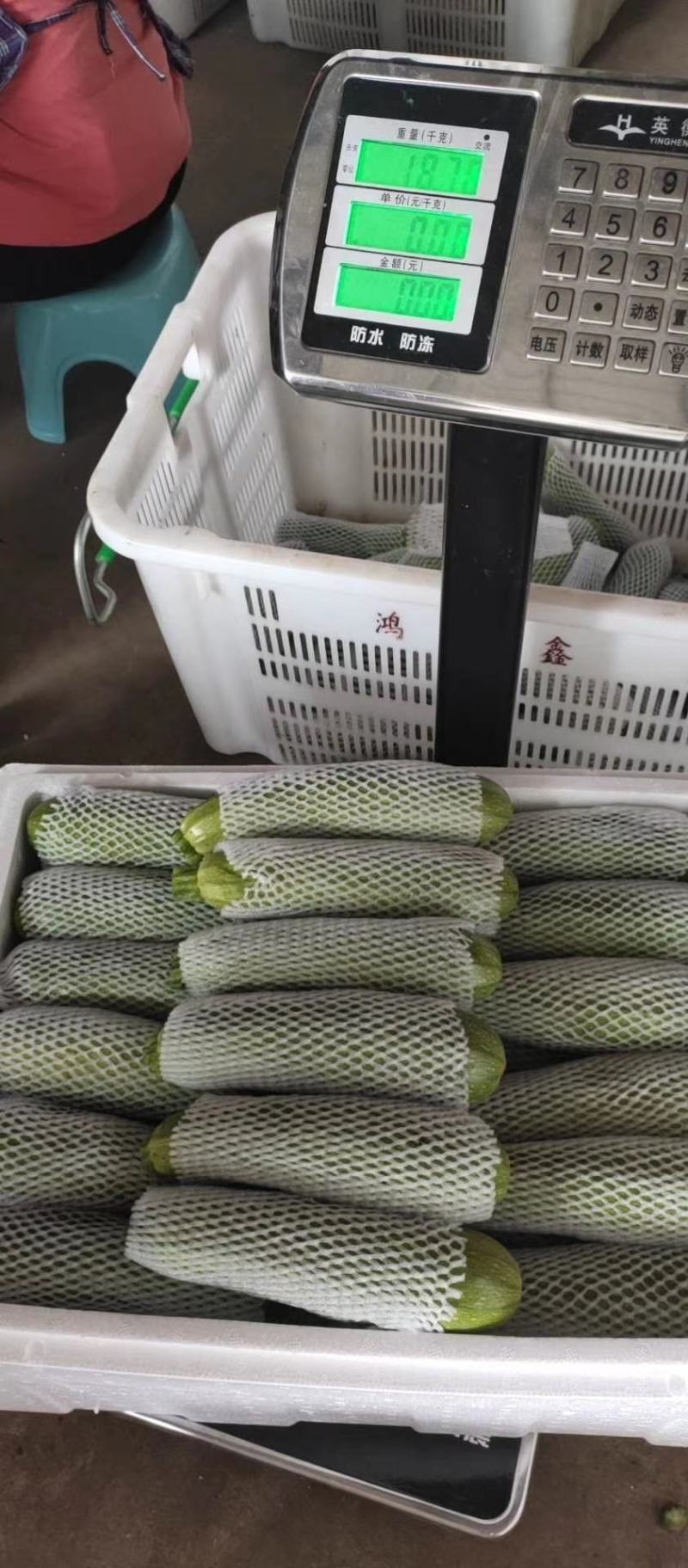 山东蔬菜，绿皮西葫芦，高原蔬菜，产区直发，西葫芦，三月瓜