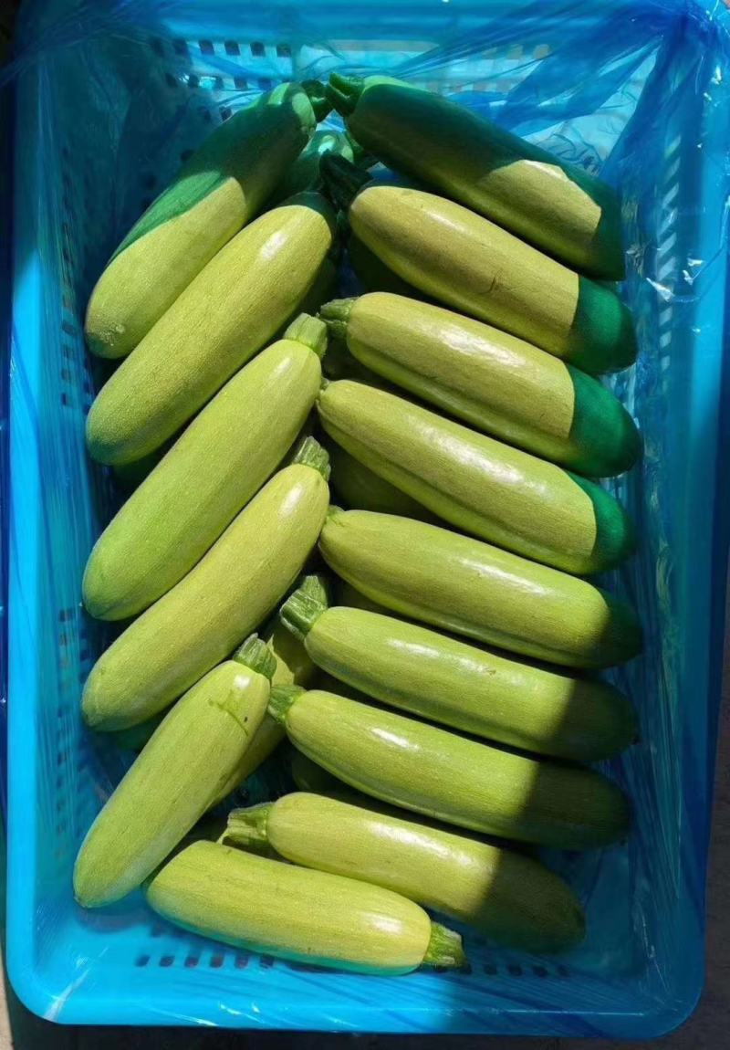 山东蔬菜，绿皮西葫芦，高原蔬菜，产区直发，西葫芦，三月瓜