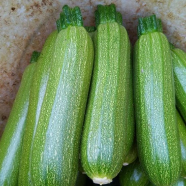 山东蔬菜，绿皮西葫芦，高原蔬菜，产区直发，西葫芦，三月瓜
