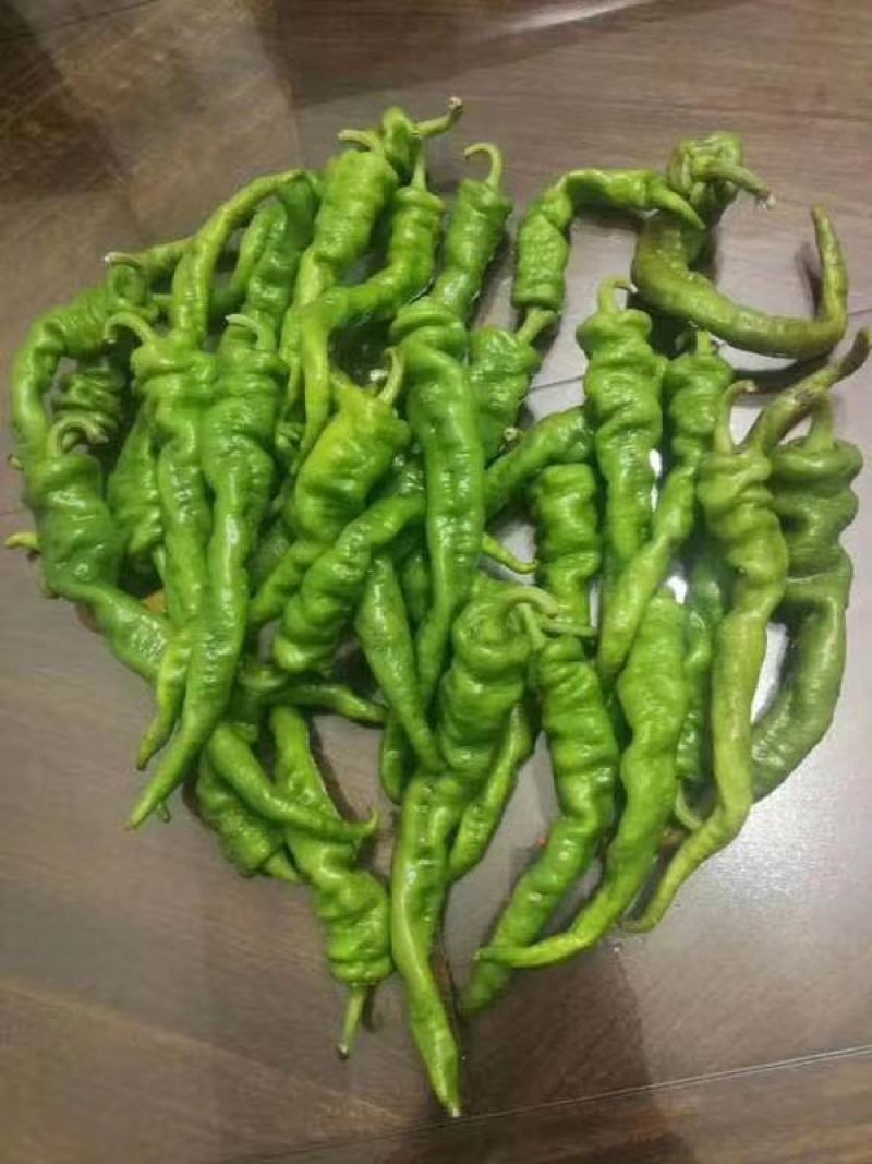 螺丝椒，山东鲜辣椒，大量上市中，产区直发