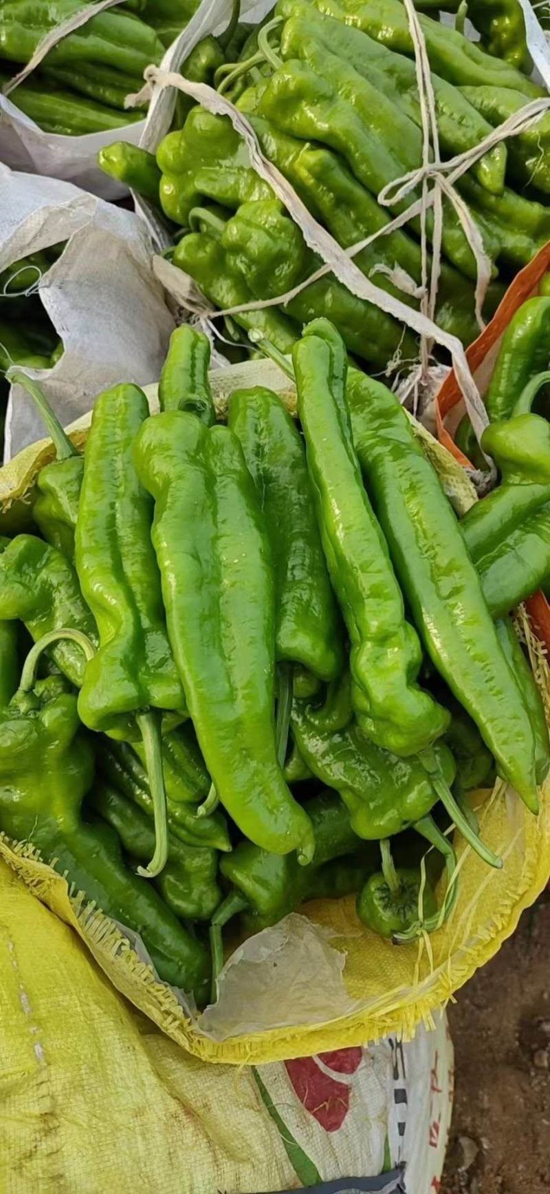 螺丝椒，山东鲜辣椒，大量上市中，产区直发