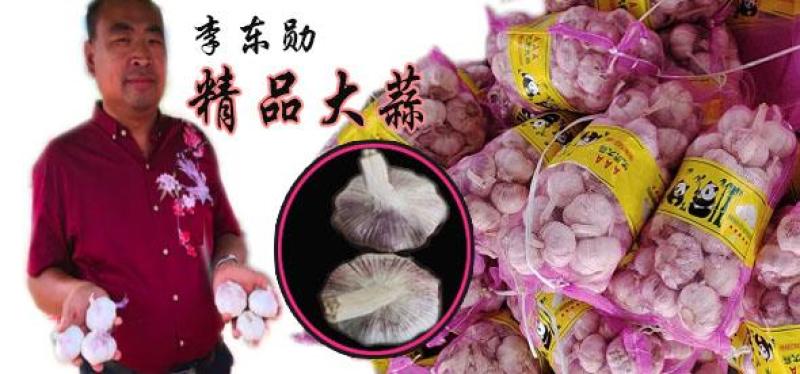 【精选】大蒜紫皮蒜电商供应加工代存冷库服务完善专业车队