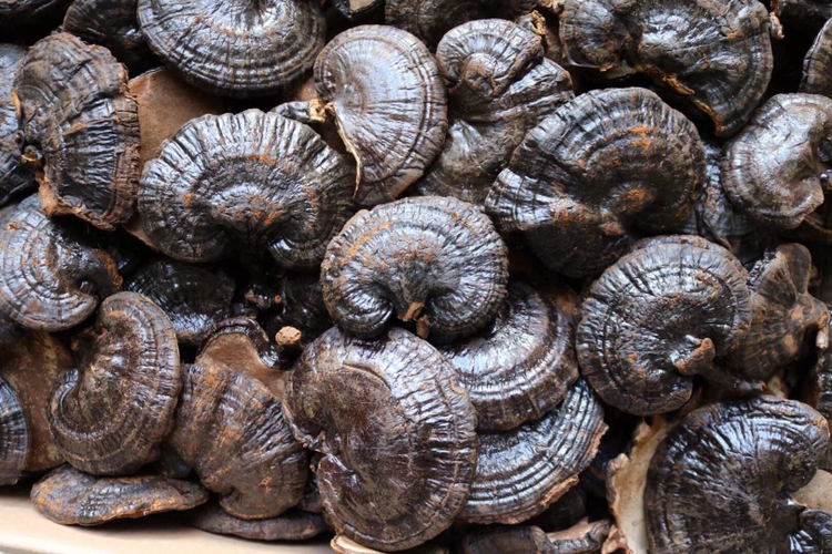 展示黑灵芝横截面结构,纹理清晰,颜色均匀,呈现其天然药材质地 黑灵芝切片图