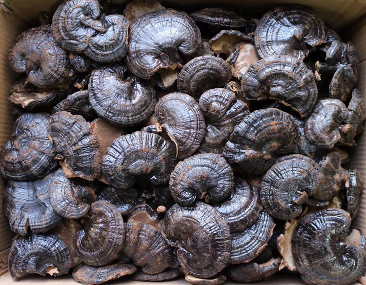 豆黑灵芝洗发露产品图