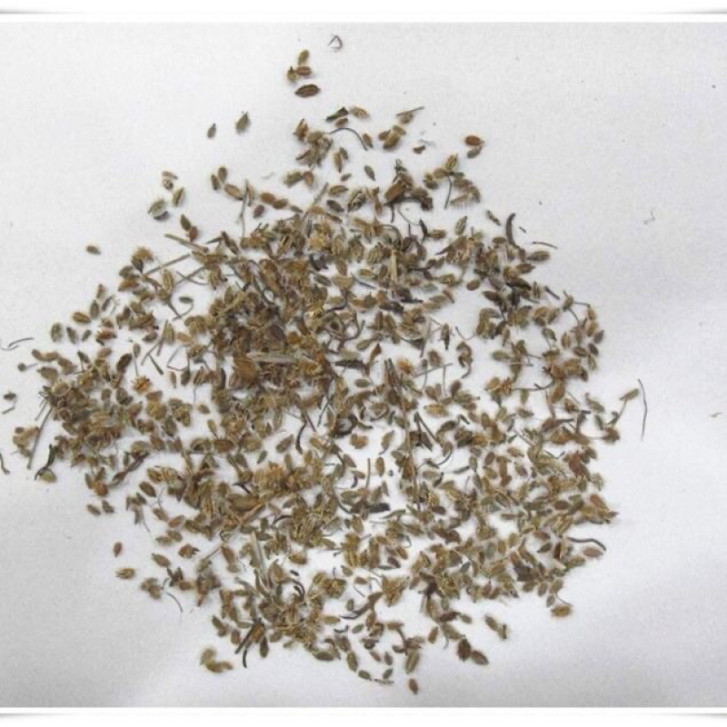 鹤虱一手货源产地直销