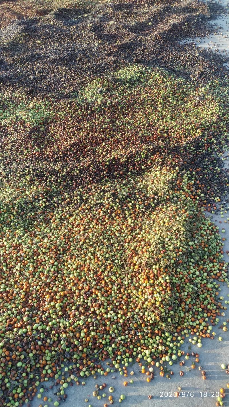 野生酸枣，大量有现货