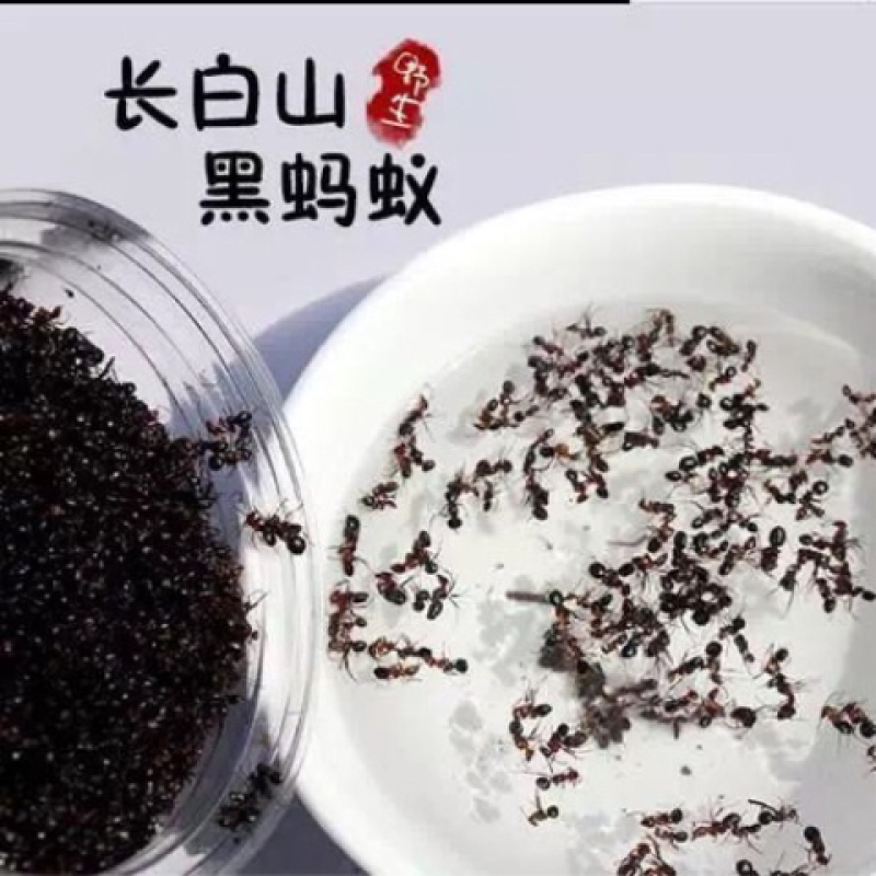 黑蚂蚁一手货源产地直销